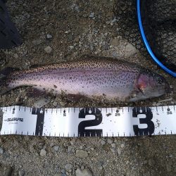 ミノーイングの威力を体感